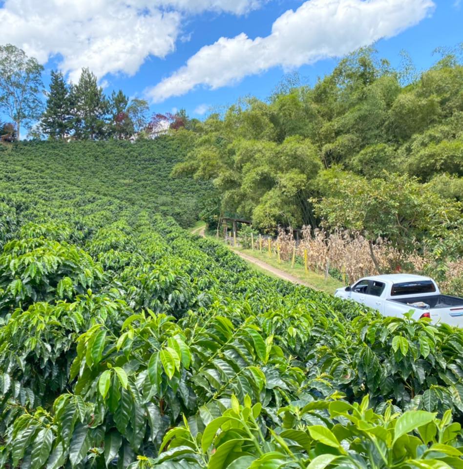 cafe pitalito la fiera
